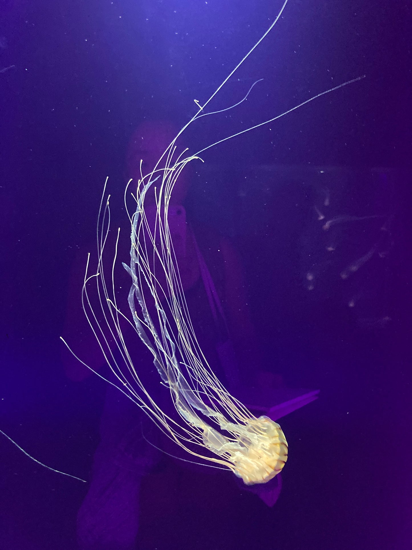 Jellyfish 1 (21 x 15 cm)
