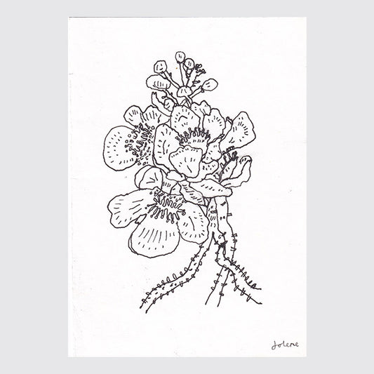 Cannonball Tree (11 x 7 cm)