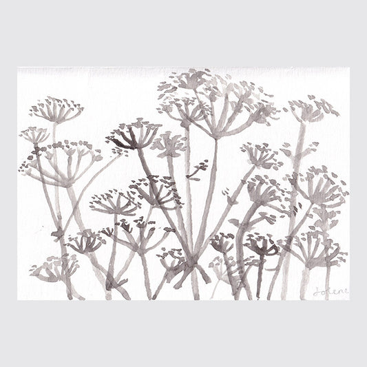 St Anne's Lace (7 x 11 cm)